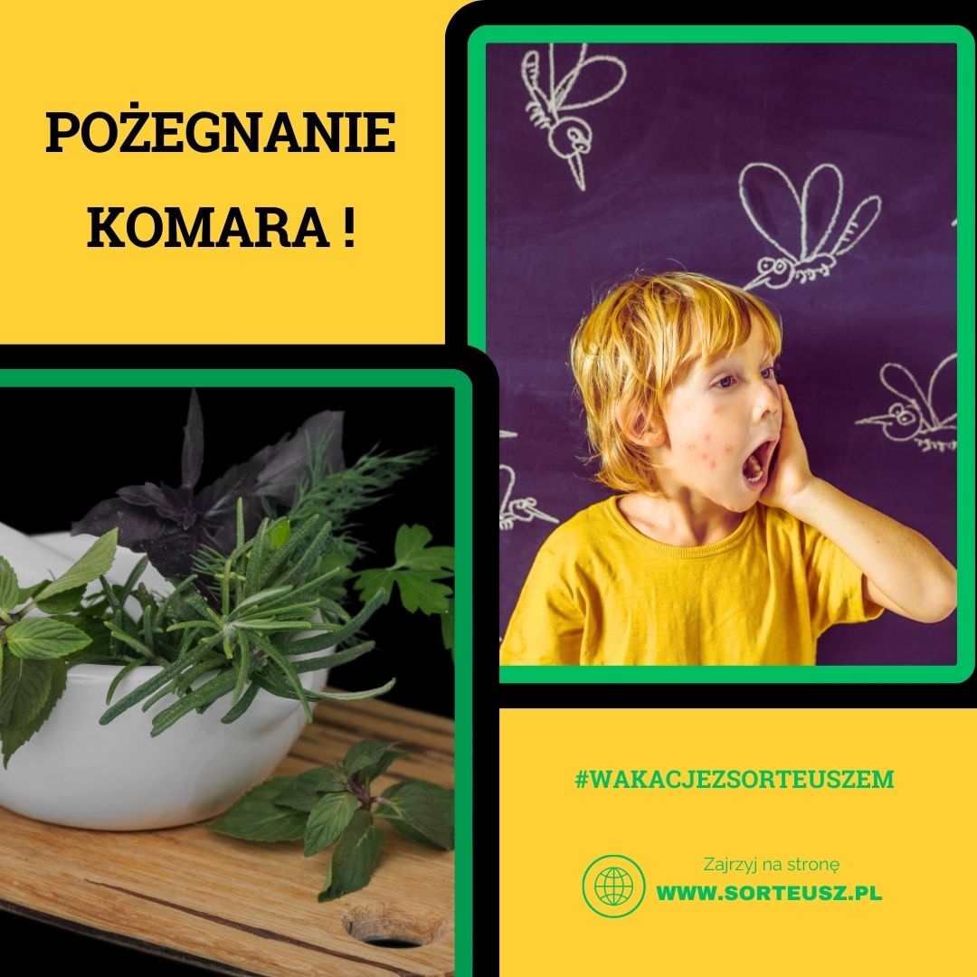 Bzzzzzyczące pożegnanie lata